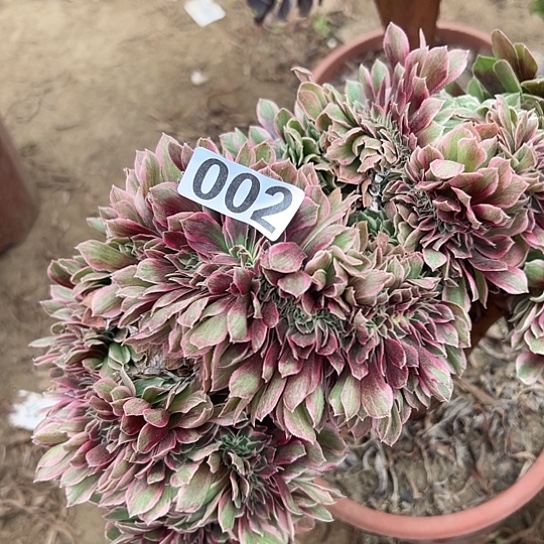 莉***2多肉植物一个女神的002