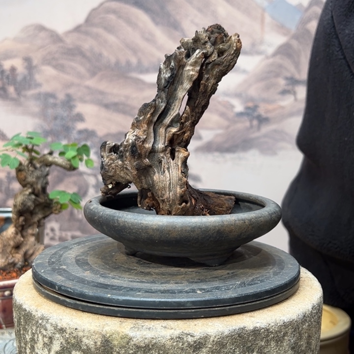 勿***忘无花朵金丝红木羊蹄甲