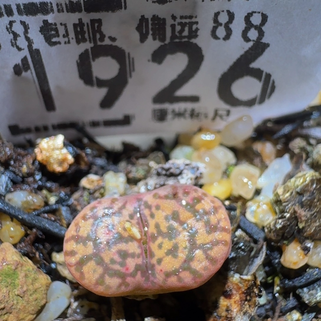 zzzz精品生石花肉锥1926