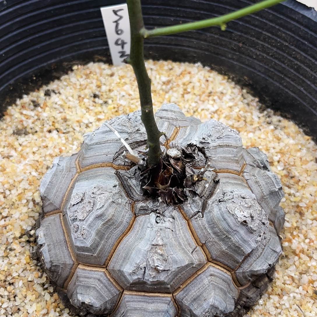 潮流植物精品足球龟，5643