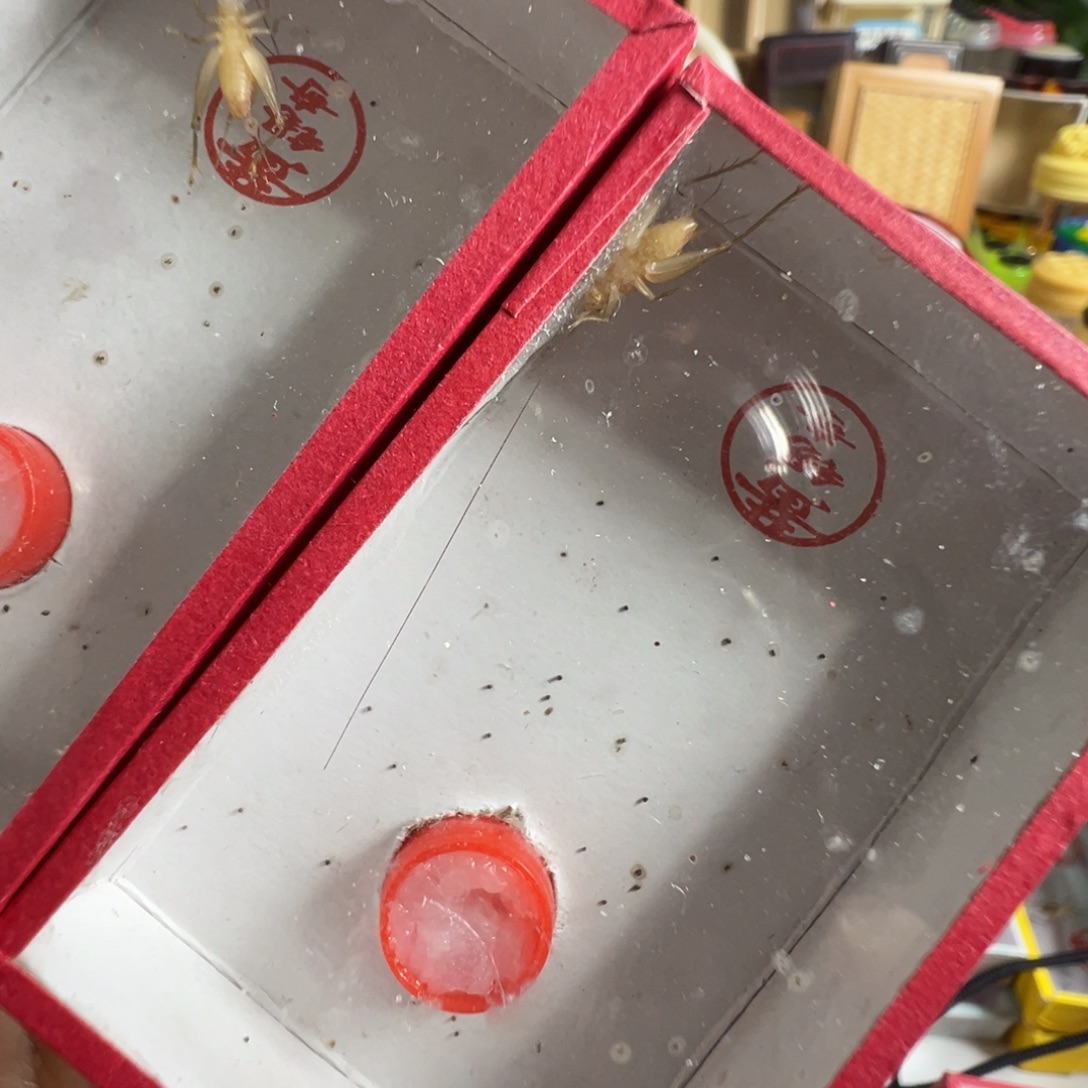 蟋蟀两只黄老师中黄