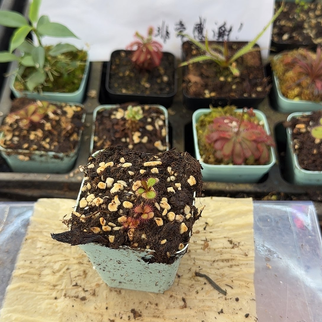 无花朵巴博萨茅膏菜