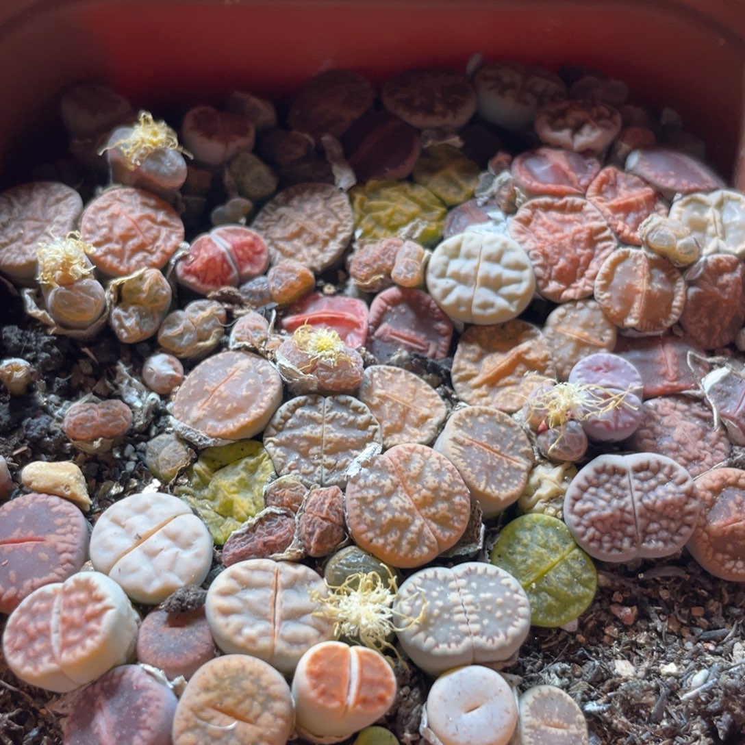 大盆特价一物一拍～55