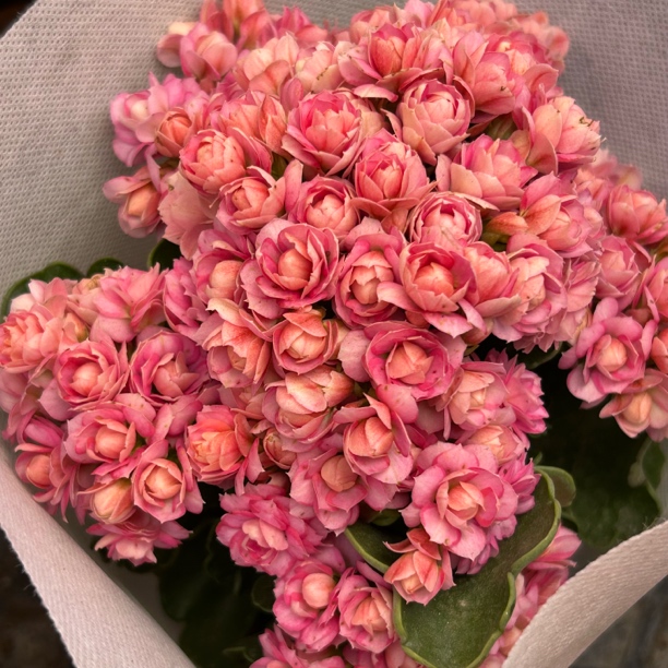 达科塔110盆粉色大花垂吊