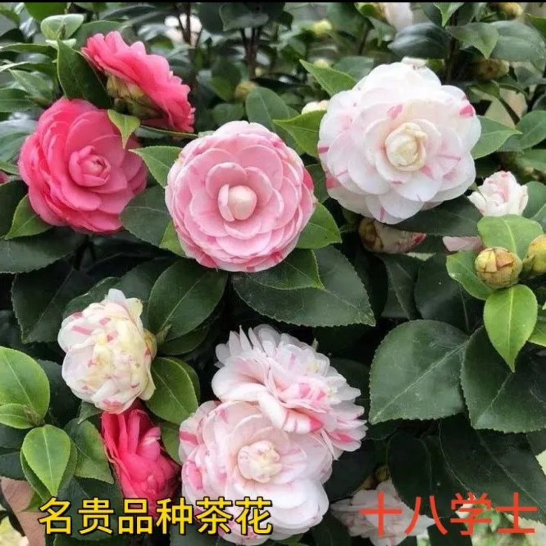 茶花十八学士香妃四季红赤丹耐寒适合室内阳台庭院种植