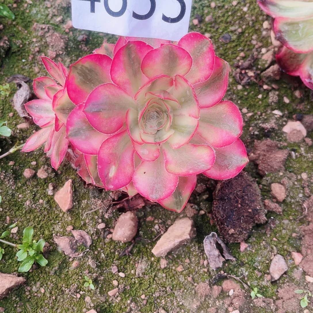 4833爱丽丝多肉植物