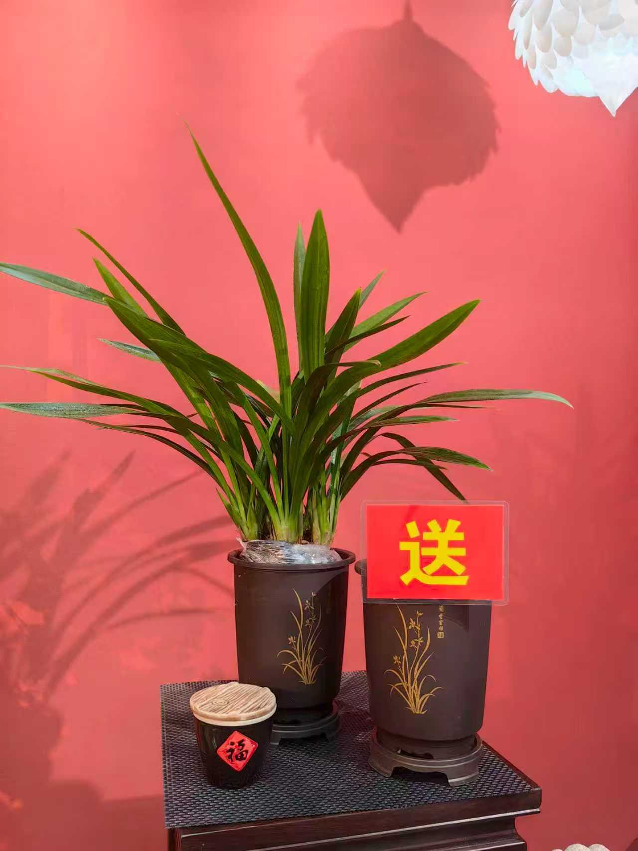c原盆（3-5支花剑）中国红 浓香好养6-8苗带花剑室内兰花基地直销