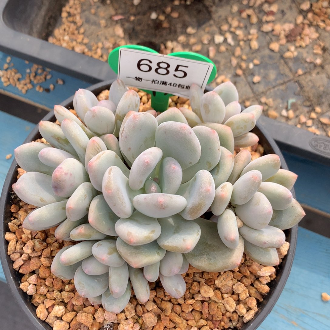 三明治美人无砍平头685