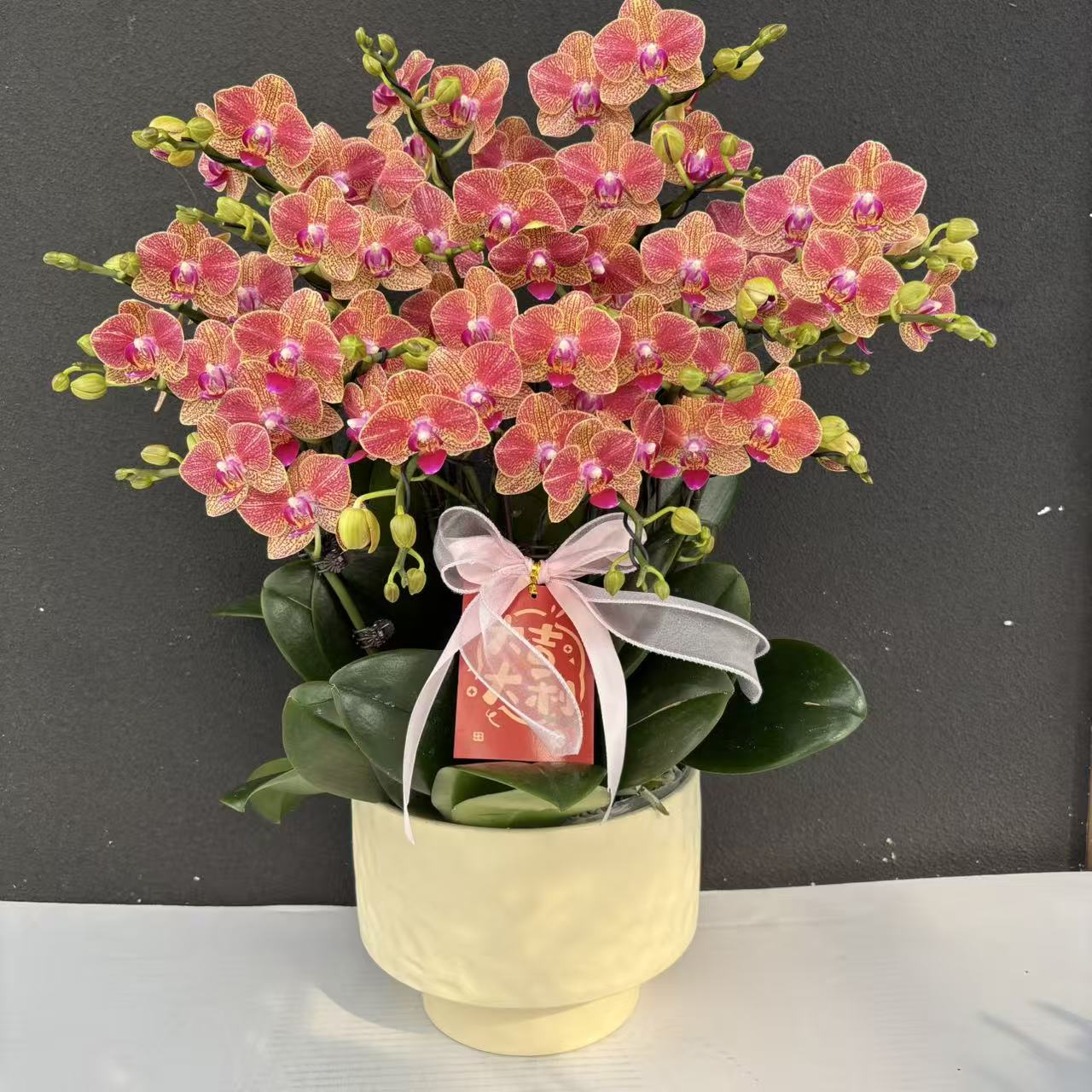 （金元宝）富贵色系蝴蝶兰花卉鲜花高级盆栽观花花卉