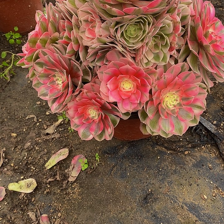 h***h多肉植物荔枝658多肉