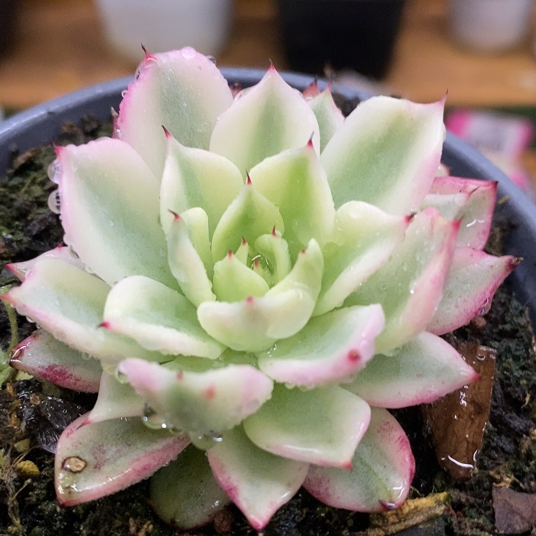 315宽锦吉尔巴哈哈哈哈哈哈哈