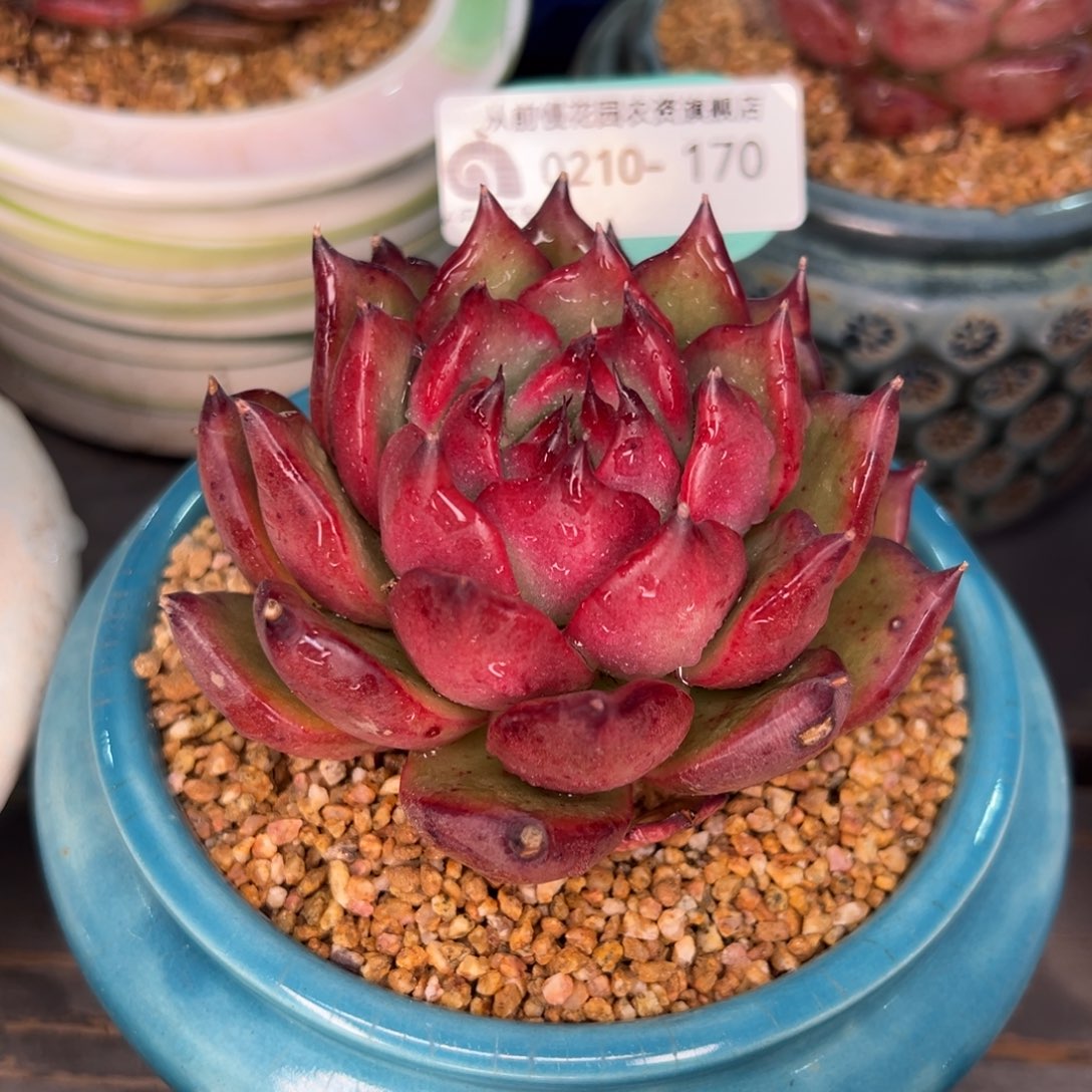 从前慢多肉精选编号0210.170