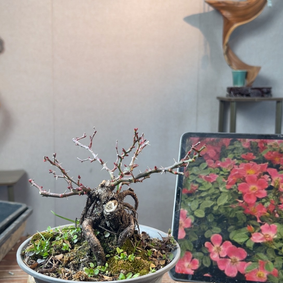 在***呢少量花朵（建议范围：2朵-5朵 或40%以下）