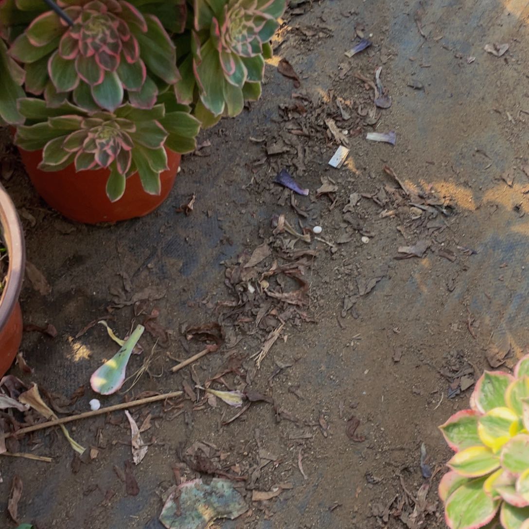 寄养有机肥必拍法师