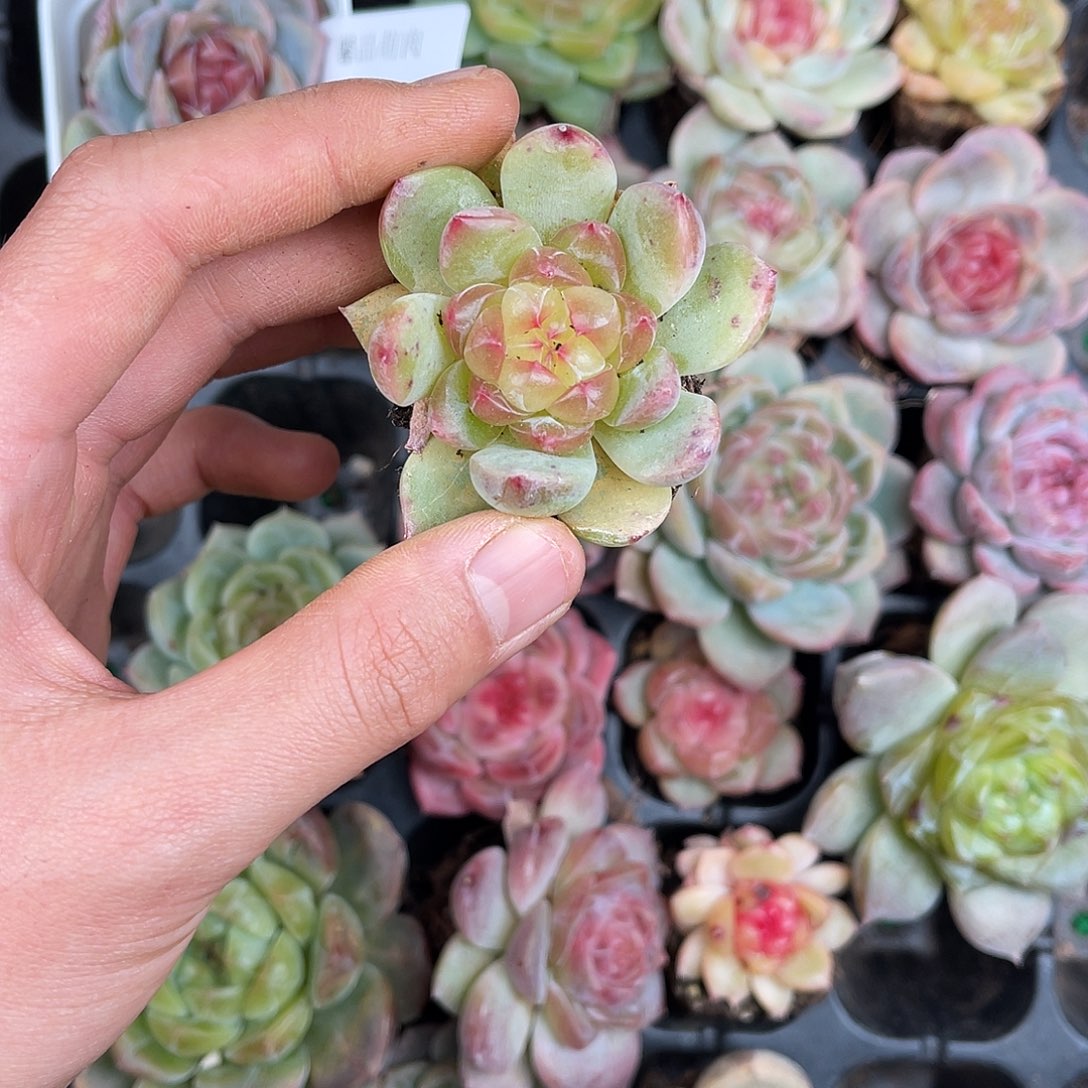 多肉一物一拍10-103