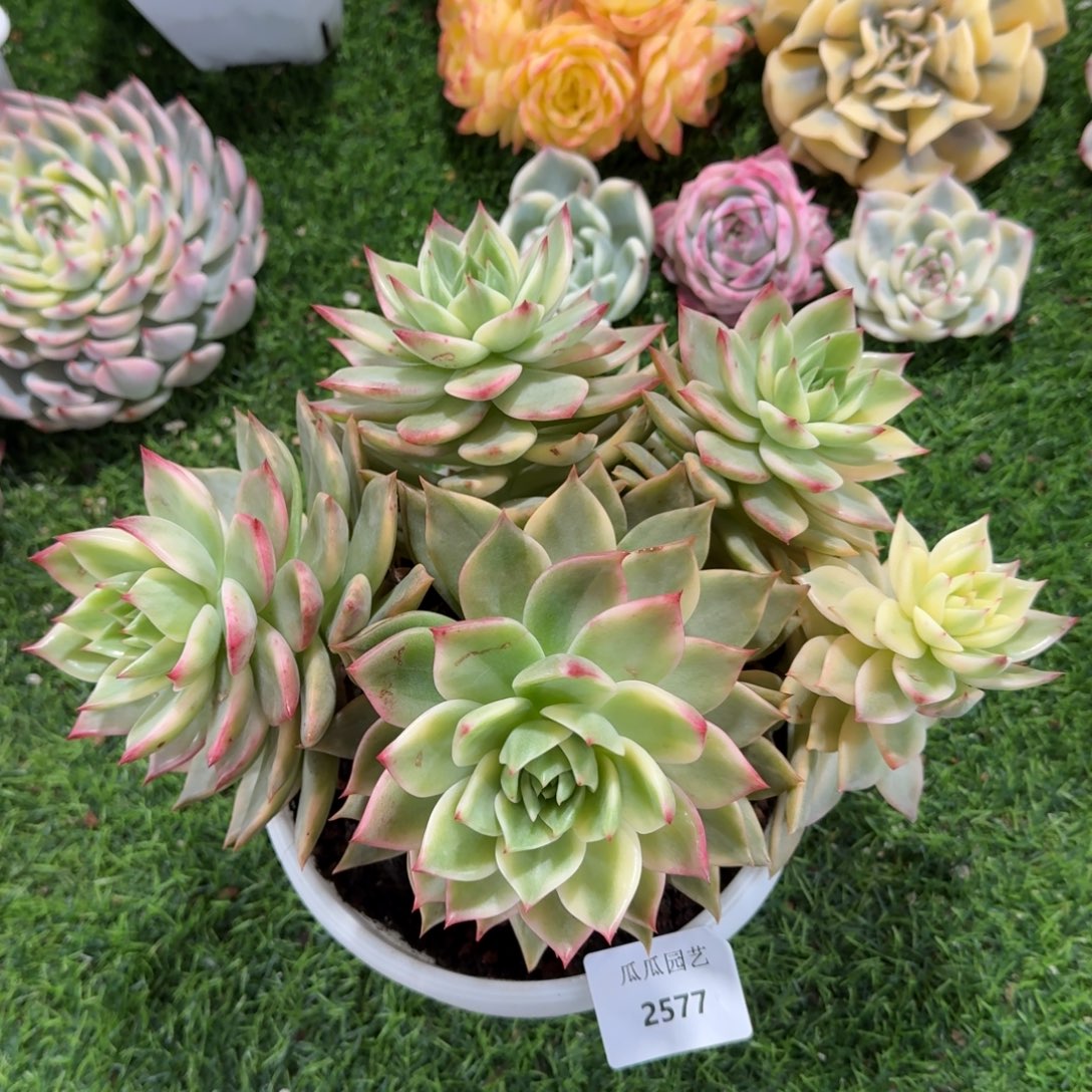 2577弗兰克锦大群多肉植物