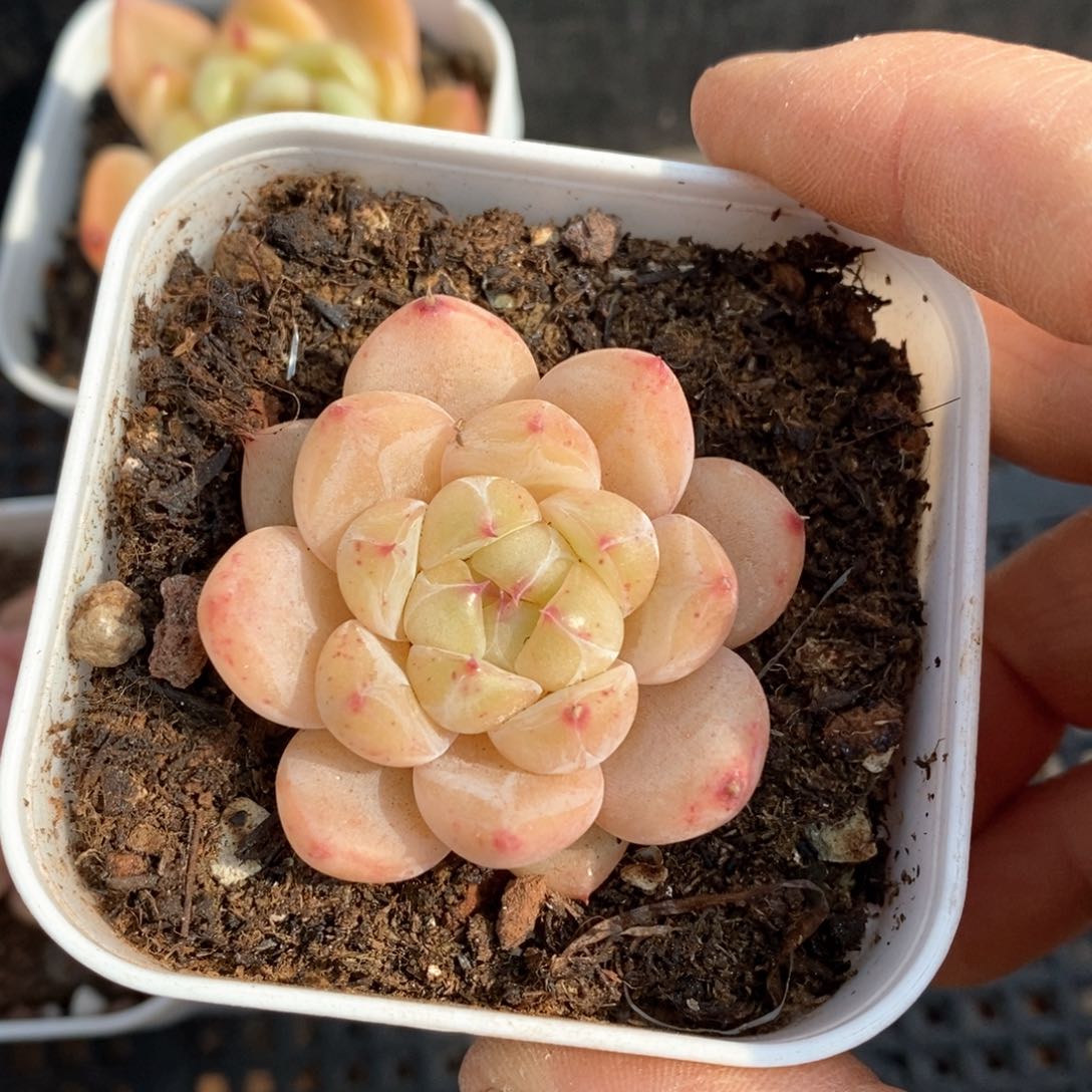 精品多肉一物一柏不包整163