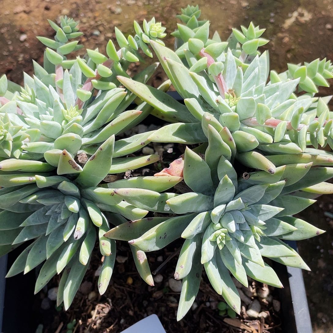 刘丹白好老桩8882