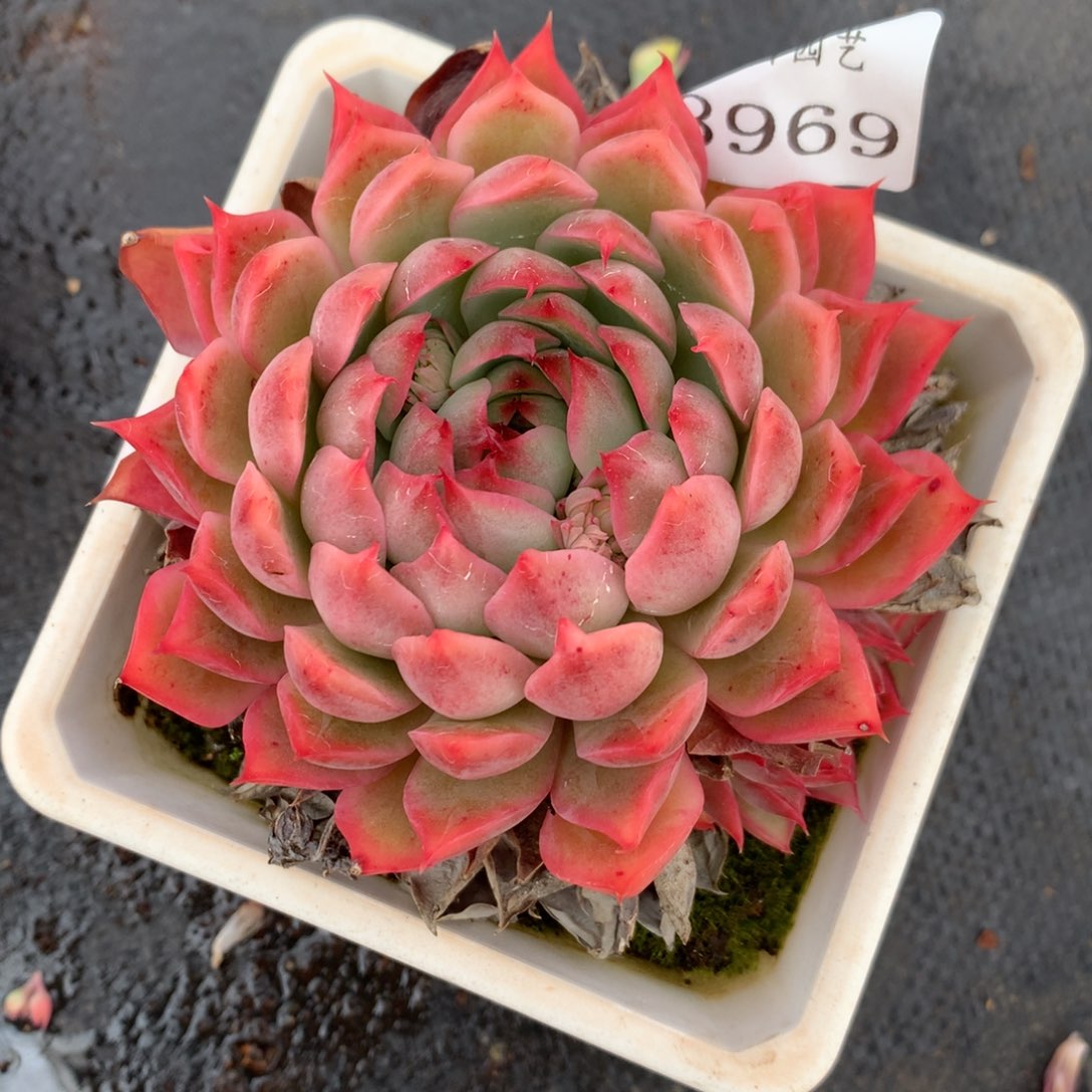 3969杂交多肉老桩