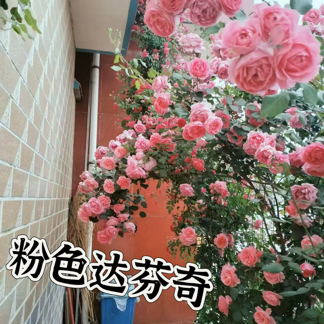 【粉色达芬奇 】可儿茁时花园精选月季精品根接苗藤本清香多头勤花
