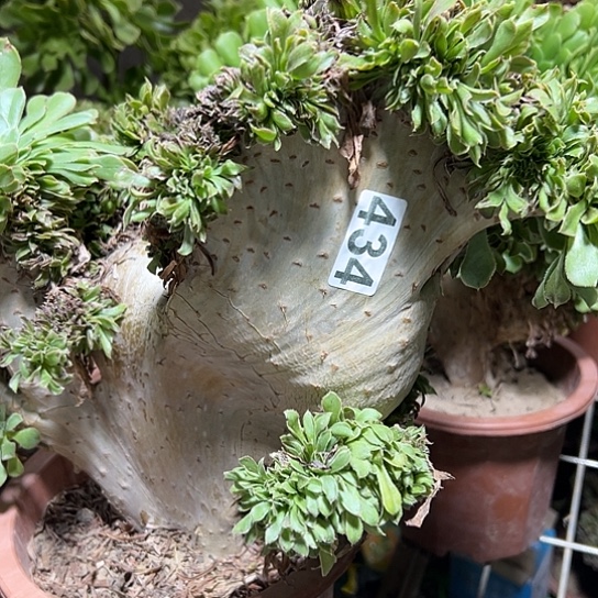 是****多肉植物一个妖微瑕434