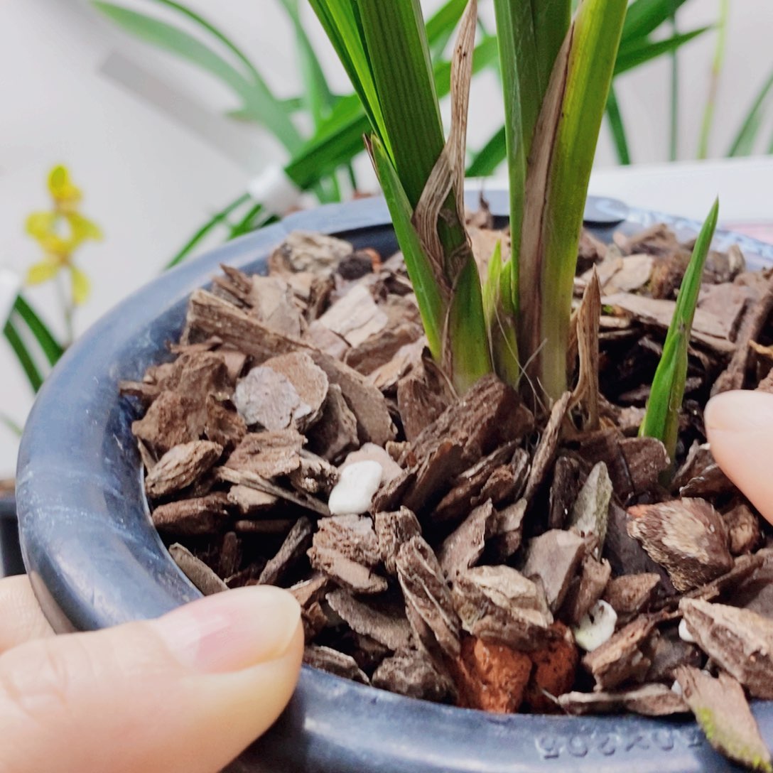 王***子大部分花苞少量开放
