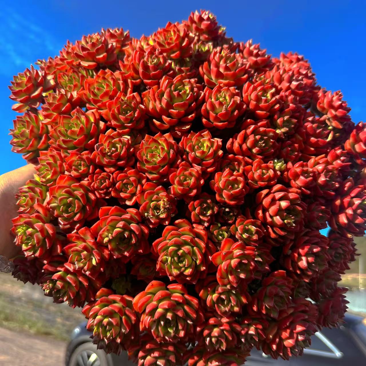 零花钱多肉   盆栽蒂亚群生   多肉植物