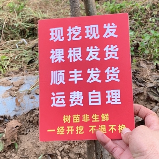 Y***5吊坠文玩核桃白狮子
