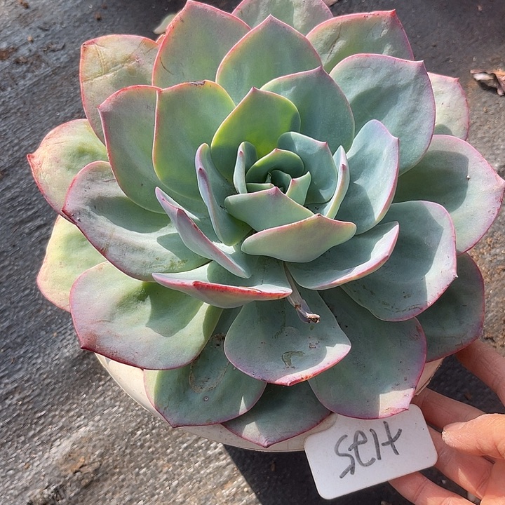 开播炸福利，双十一福利一天雪凤125