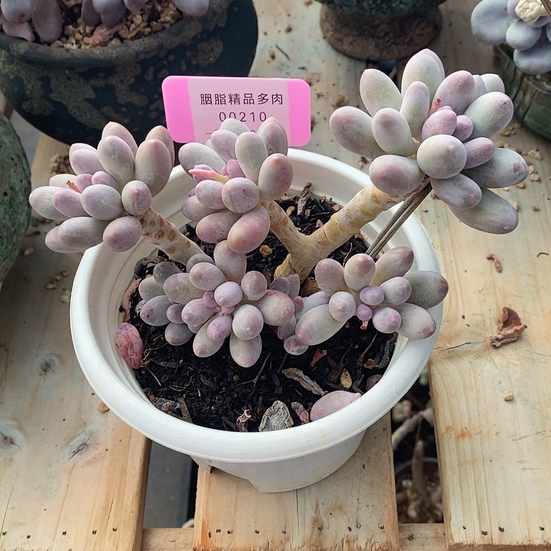 210哦你咯哦姐姐咯嗯我咯嗯