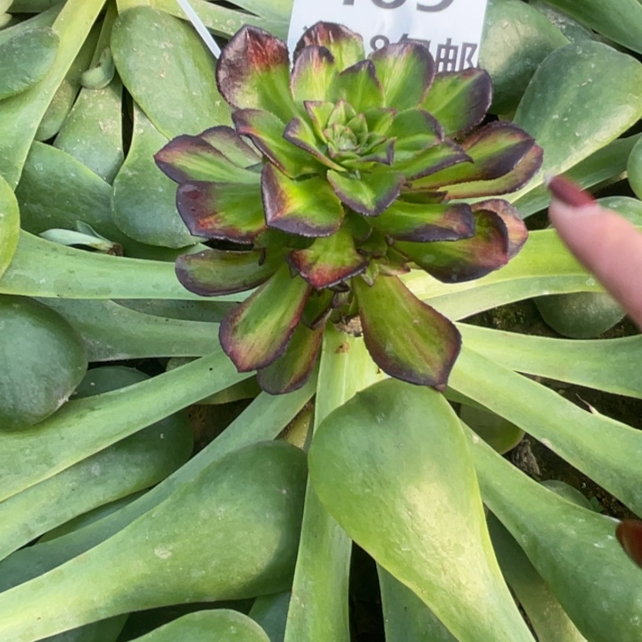 469三号棚海王七彩