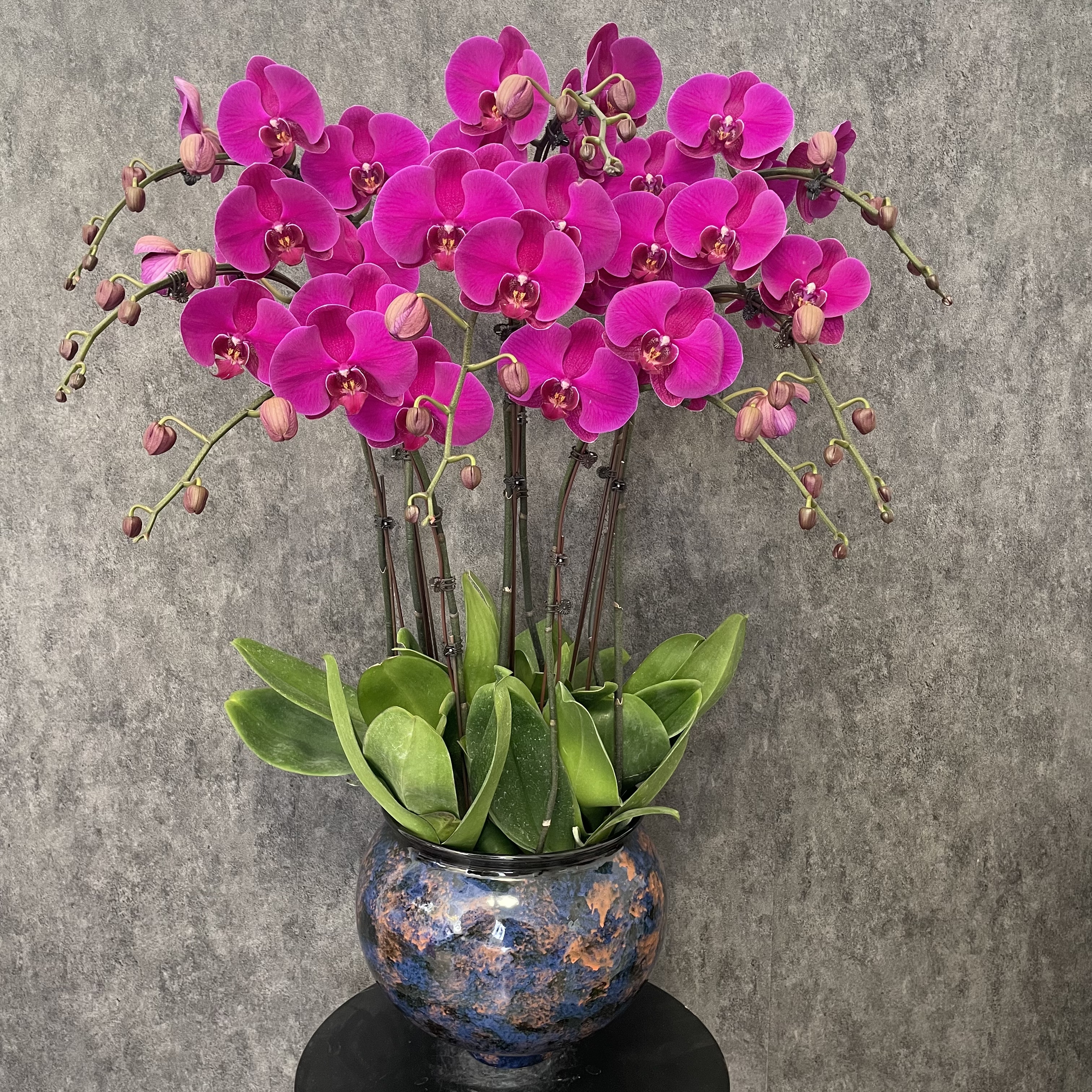 【大辣椒-蝴蝶兰】中式 现代轻奢 婚宴 送礼 室内高端鲜花 年宵花