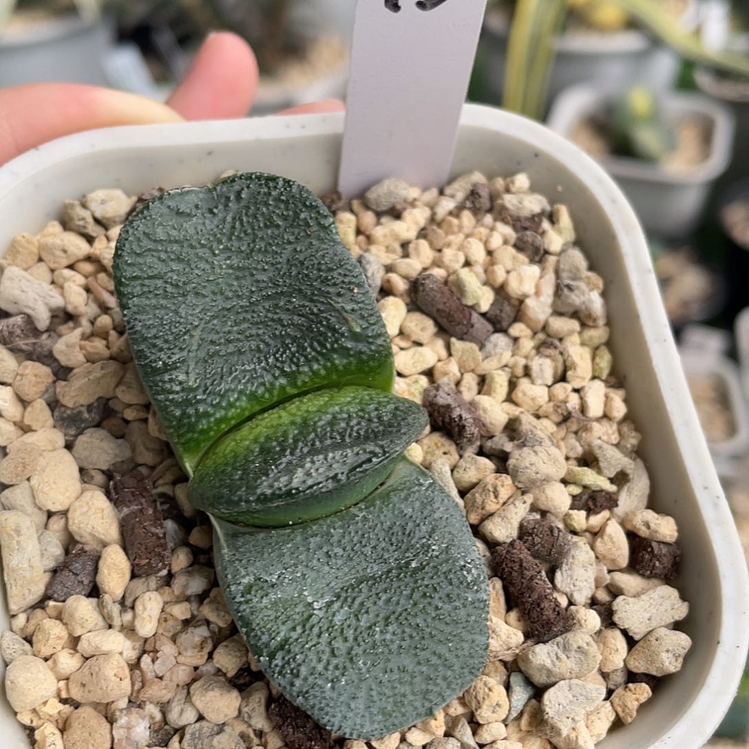 43号脱土发货1111