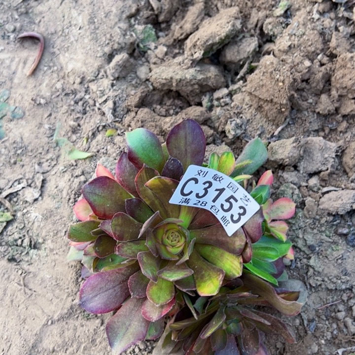流星雨多肉植物法师3153