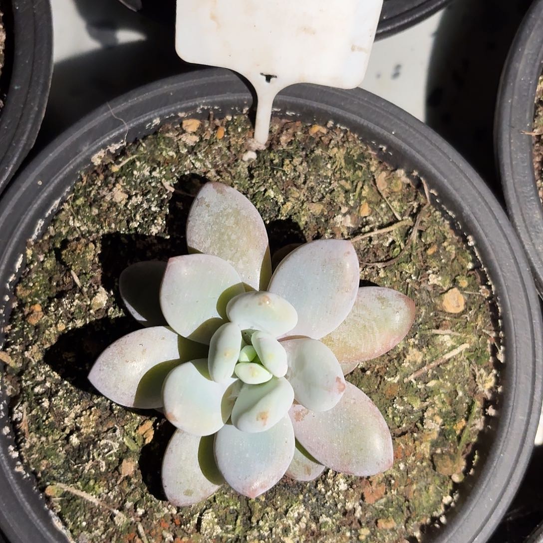 成龙55555555555555