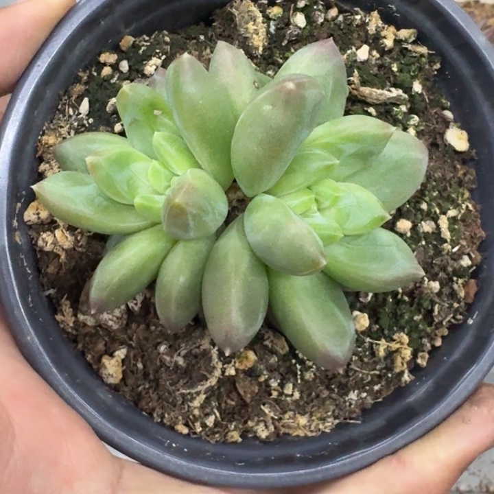 美人杂交 一物一拍