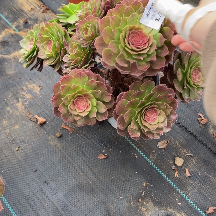 131红心万法师多肉断枝不售后