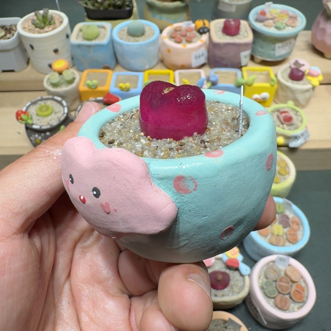 红陶蘑菇367毛汉尼