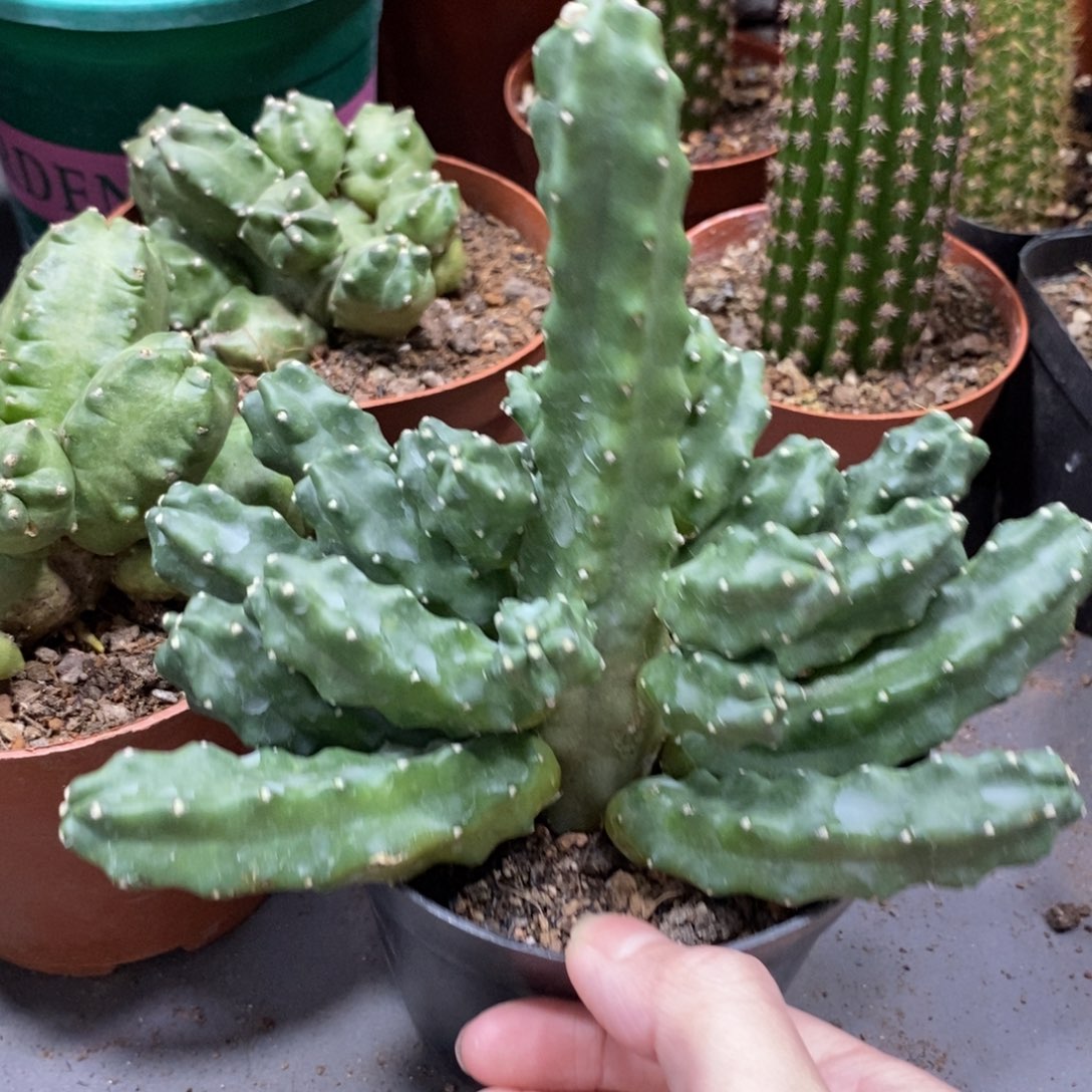 新品群生水仙情郎RX7一杯