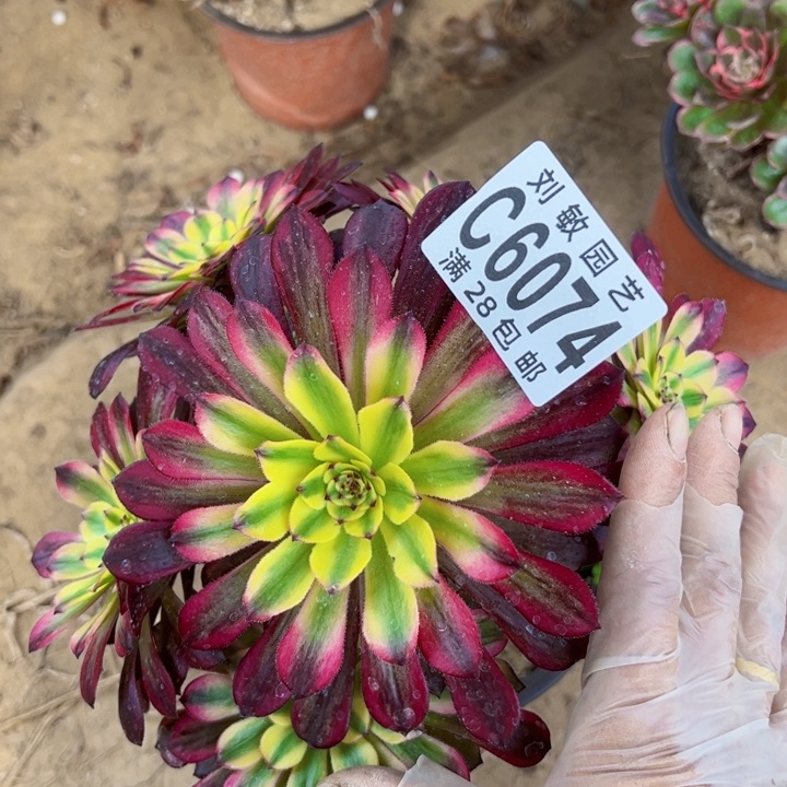 6074多肉植物法师法师