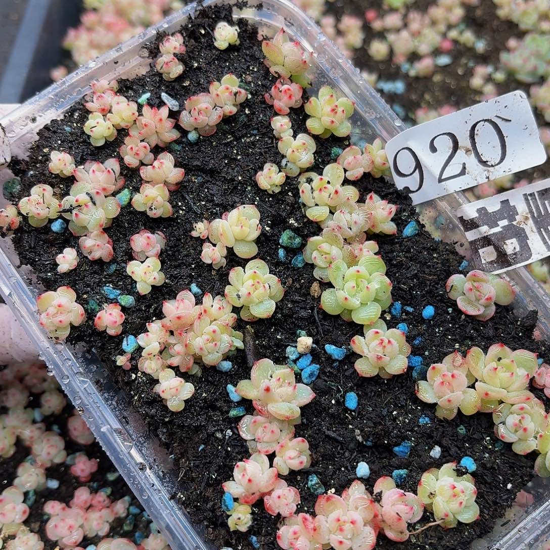 多肉植物多肉植物920量拍