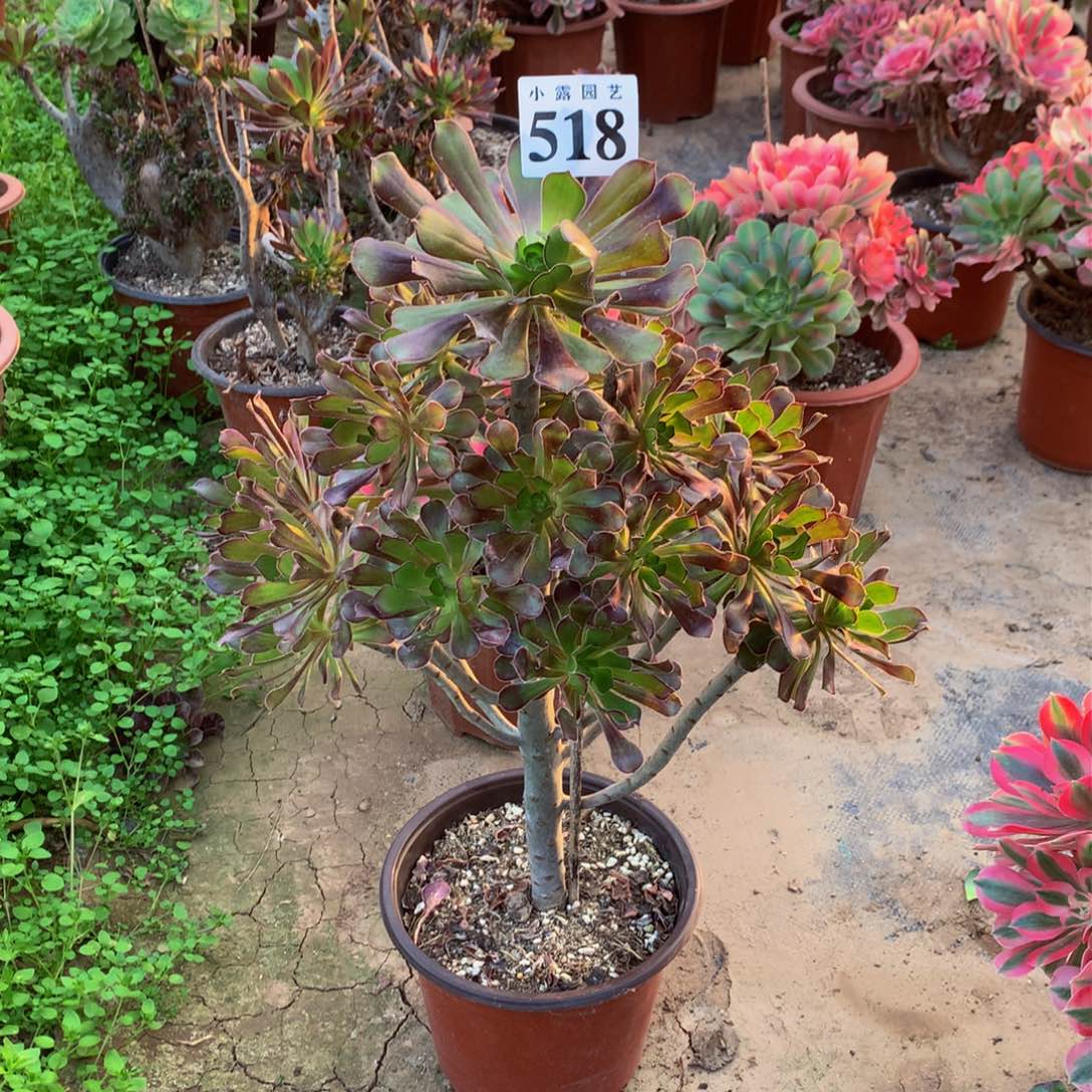 暗**影多肉植物518黑法师88888