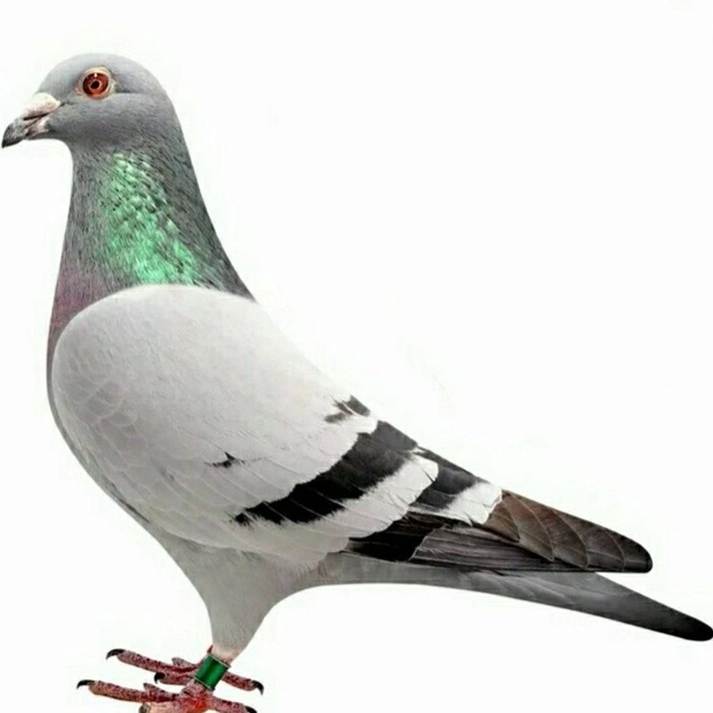 信鸽天落鸟信鸽足环