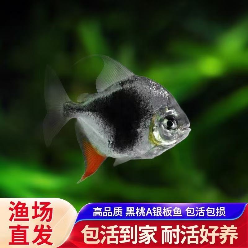 黑桃a群游粗线黑桃A银板活鱼热带观赏鱼招财中大型混养龙鱼配鱼