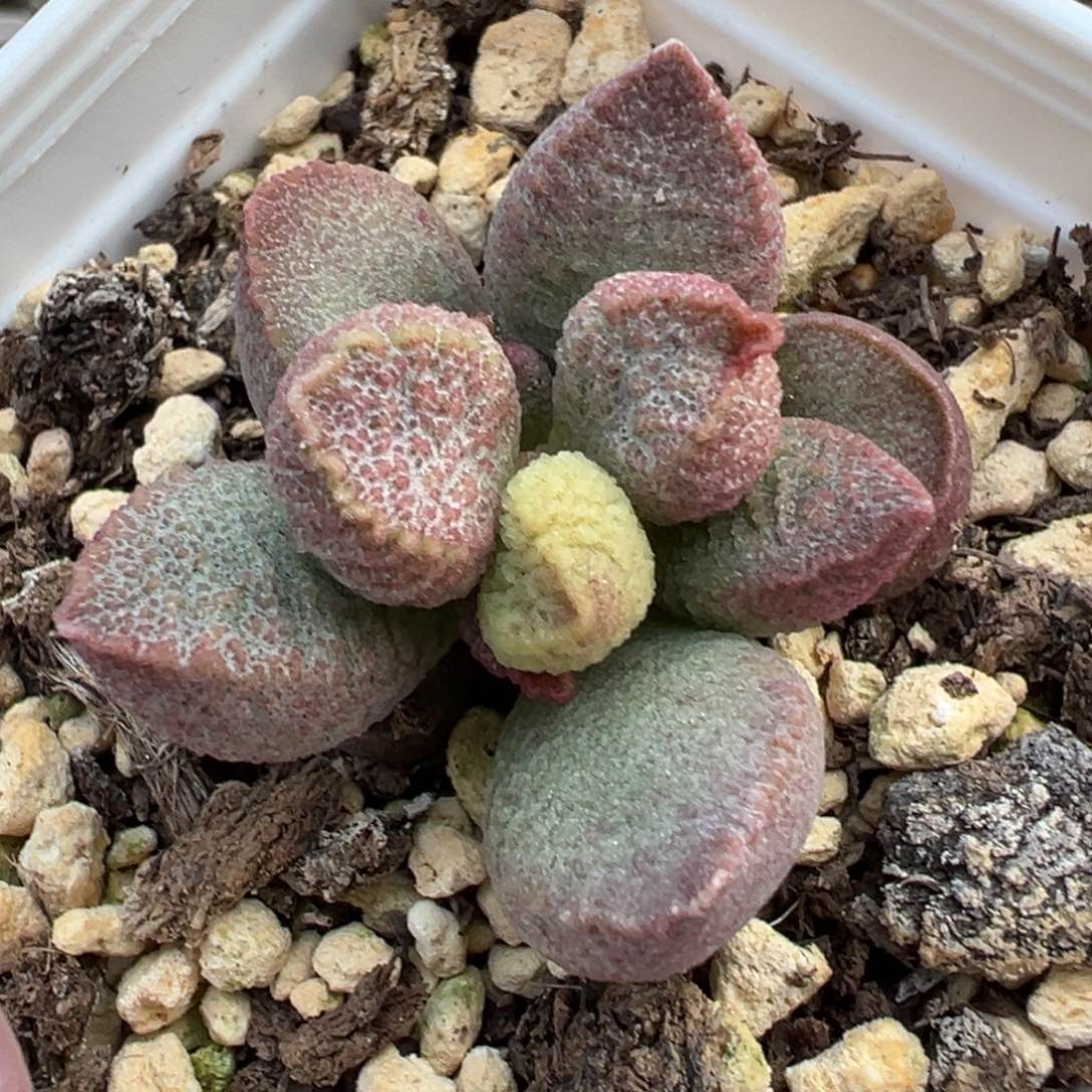 实生新品整颗多肉植物水泡