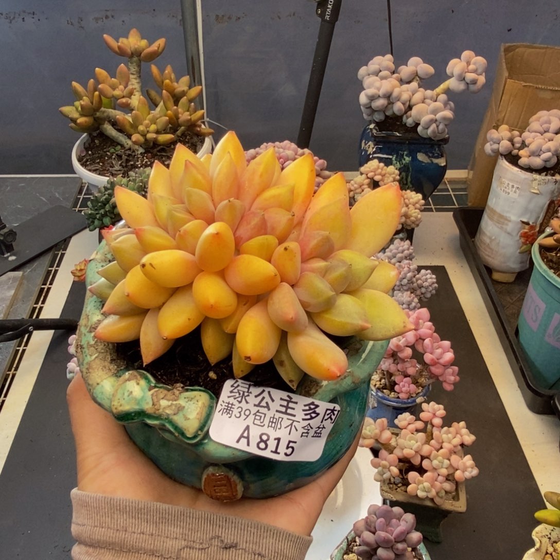 用****8815象牙奶朵朵缀多肉8cm