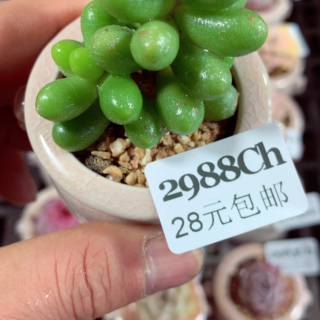 5厘米盆精控多肉2988