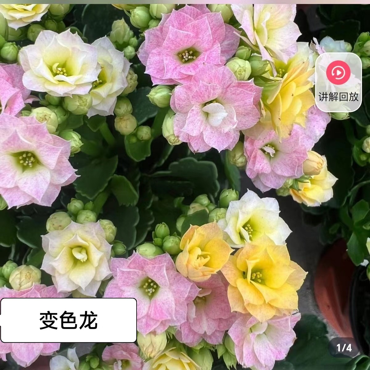 长寿花～【变色龙(刚出花苞】（拍一送1棵小苗