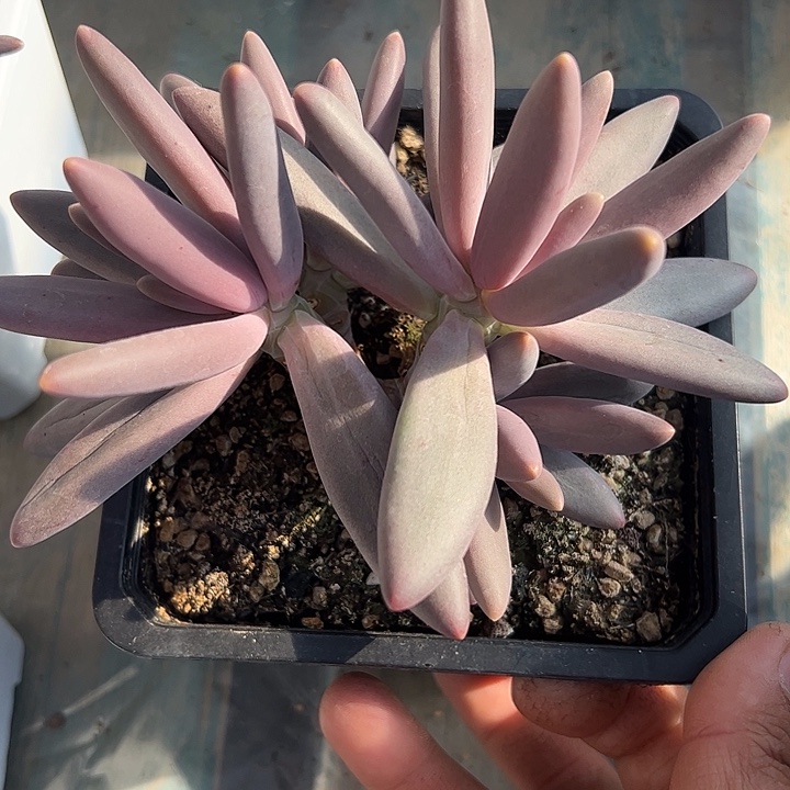 四头胖体烟花自然群