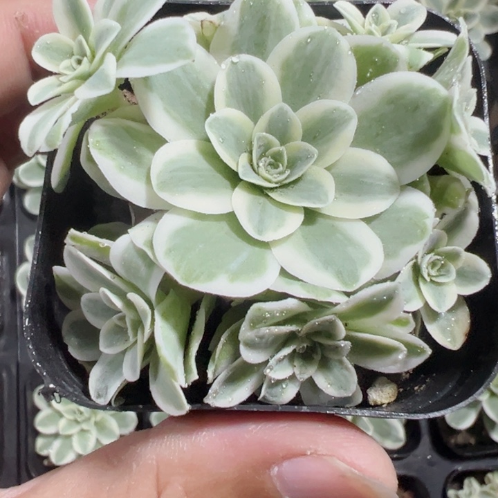 柠檬玫瑰锦精品多肉植物